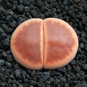 lithops karasmontana ssp fenestrata 10 seeds