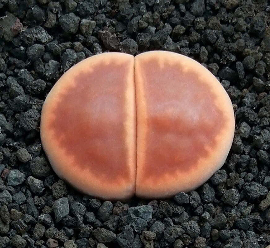 Lithops Treasures of Loveliness リトープス 洋書 Lithops Treasures of Loveliness リトープス 洋書