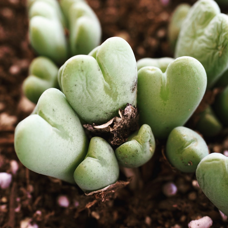 Rare plants, Conophytum Bilobum image 3