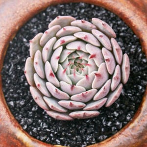Echeveria sp pinwheel, Rare succulent,  10 seeds