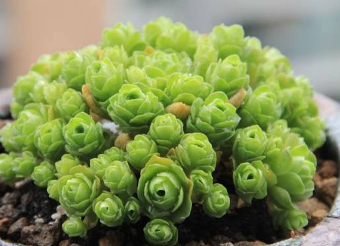 Pack De 10 Suculentas Greenovia Mountain Rose, Fáciles De Cultivar Y Aptas Para Todo Tipo De Suelo