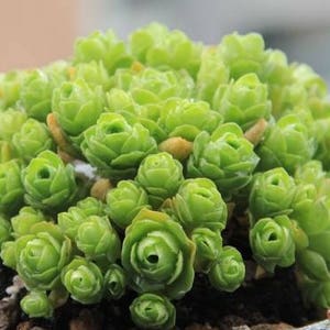 Greenovia dodrentalis,  mountain rose, rare succulent, 10 seeds