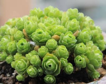 Greenovia dodrentalis,  mountain rose, rare succulent, 10 seeds