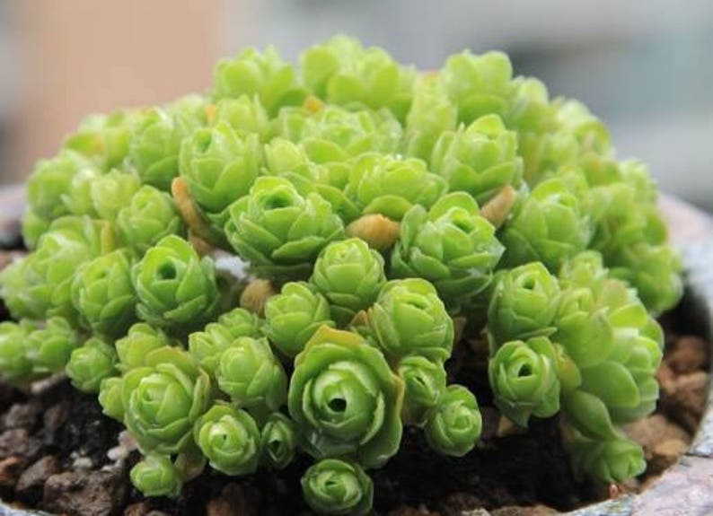 Greenovia dodrentalis, mountain rose, rare succulent, 10 seeds image 1