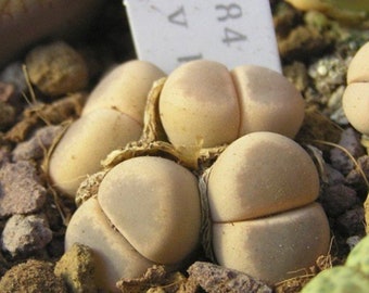 Lithops dinteri v brevis C084, 10 seeds