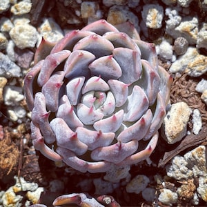 Real plants, Echeveria Mexensis Zaragosa