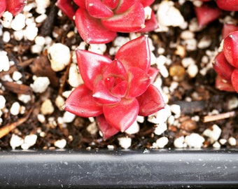 Real plants, Echeveria agavoides robin (cute pup)