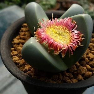 Argyroderma delaetii, levende steen, zeldzame succulent, 10 zaden [ALLEEN ZADEN]