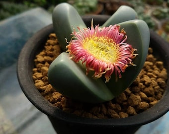 Argyroderma delaetii, living stone, rare succulent, 10 seeds