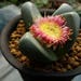 see more listings in the SEEDS: Lithops section