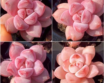 Echeveria Japanese Cherry Star, rare succulents, 10 seeds