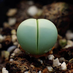 Gibbaeum Heathii, rare succulent, living stone, 10 seeds [SEEDS ONLY]