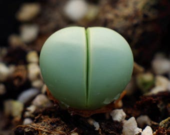 Gibbaeum Heathii, rare succulent, living stone, 10 seeds