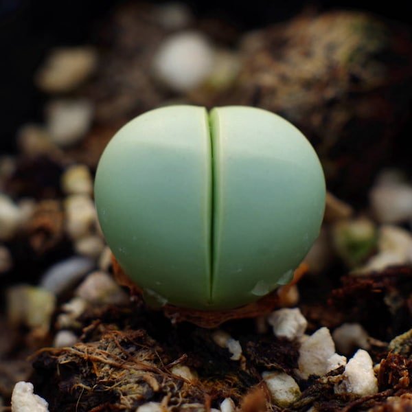 Gibbaeum Heathii, rare succulent, living stone, 10 seeds [SEEDS ONLY]