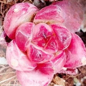 Echeveria Burgundy Berries, rare succulents, 10 seeds [SEEDS ONLY]