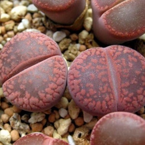 Lithops aucampiae Rudesheim Ruby, 10 semillas imagen 2