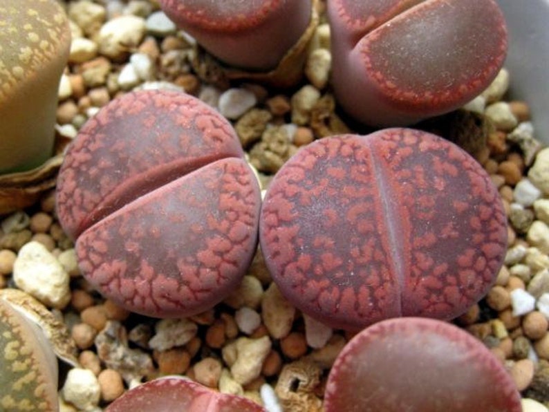 Lithops aucampiae Rudesheim Ruby, 10 semillas imagen 2