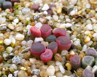 Frithia pulchra, rare succulent, 10 seeds [SEEDS ONLY]