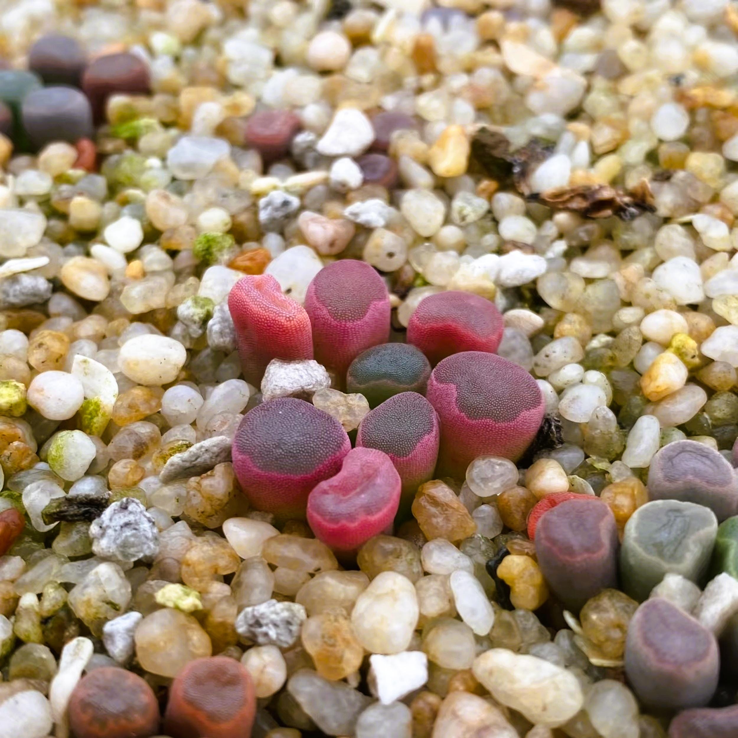 Hen and chicks succulent seeds - Etsy 日本