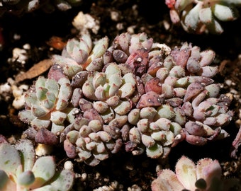 Real plants, Echeveria Mulberry sp Clusters