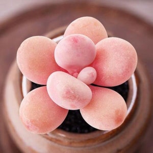 Graptopetalum amethystinum, Rare succulent,  10 seeds