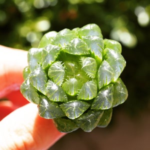 Real plants,  Haworthia obtusa v glacier