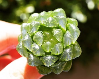 May include: A close-up of a green succulent plant with translucent leaves. The leaves are arranged in a rosette shape and have a delicate, almost glassy appearance.