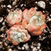 see more listings in the PLANTS: ECHEVERIAS section