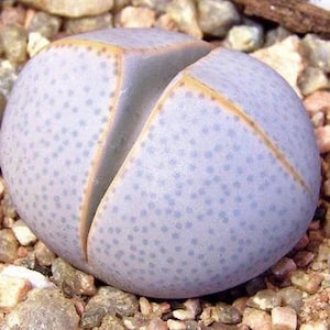 Dinteranthus wilmotianus, 10 Samen [NUR SAMEN]