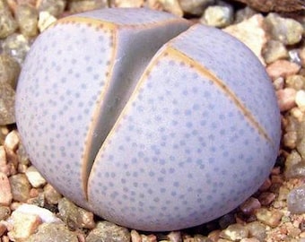 Dinteranthus wilmotianus, 10 seeds [SEEDS ONLY]