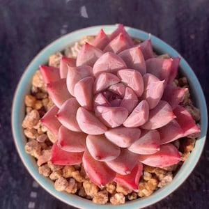 Echeveria hyaliana x tolimanensis, rare succulents, 10 seeds [SEEDS ONLY]