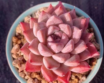 Echeveria hyaliana x tolimanensis, rare succulents, 10 seeds