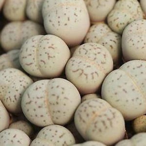 Dinteranthus vanzylii, living stone, rare succulent, 10 seeds [SEEDS ONLY]
