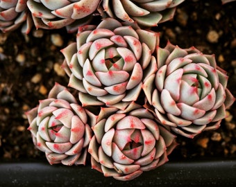 Real plants, Echeveria ben badis