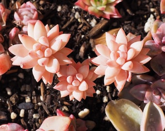 Rare plants, Echeveria Icy Sara