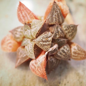 Real plants, Haworthia Pattiya