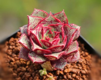 Echeveria longissima, 10 graines, succulente rare