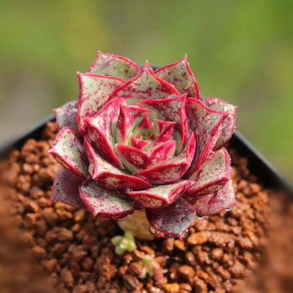 Echeveria longissima, 10 seeds, rare succulent [SEEDS ONLY]