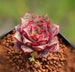 Echeveria longissima, 10 seeds, rare succulent