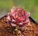 Echeveria longissima, 10 seeds, rare succulent 