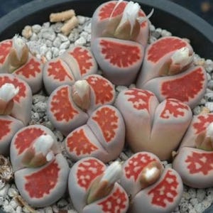 Lithops karasmontana v red top, living stone, 10 seeds [SEEDS ONLY]