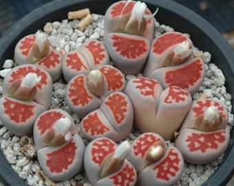 Puede incluir: Primer plano de un grupo de pequeñas suculentas en forma de corazón con patrones rojos y blancos. Las suculentas están dispuestas en una maceta con pequeñas piedras blancas.