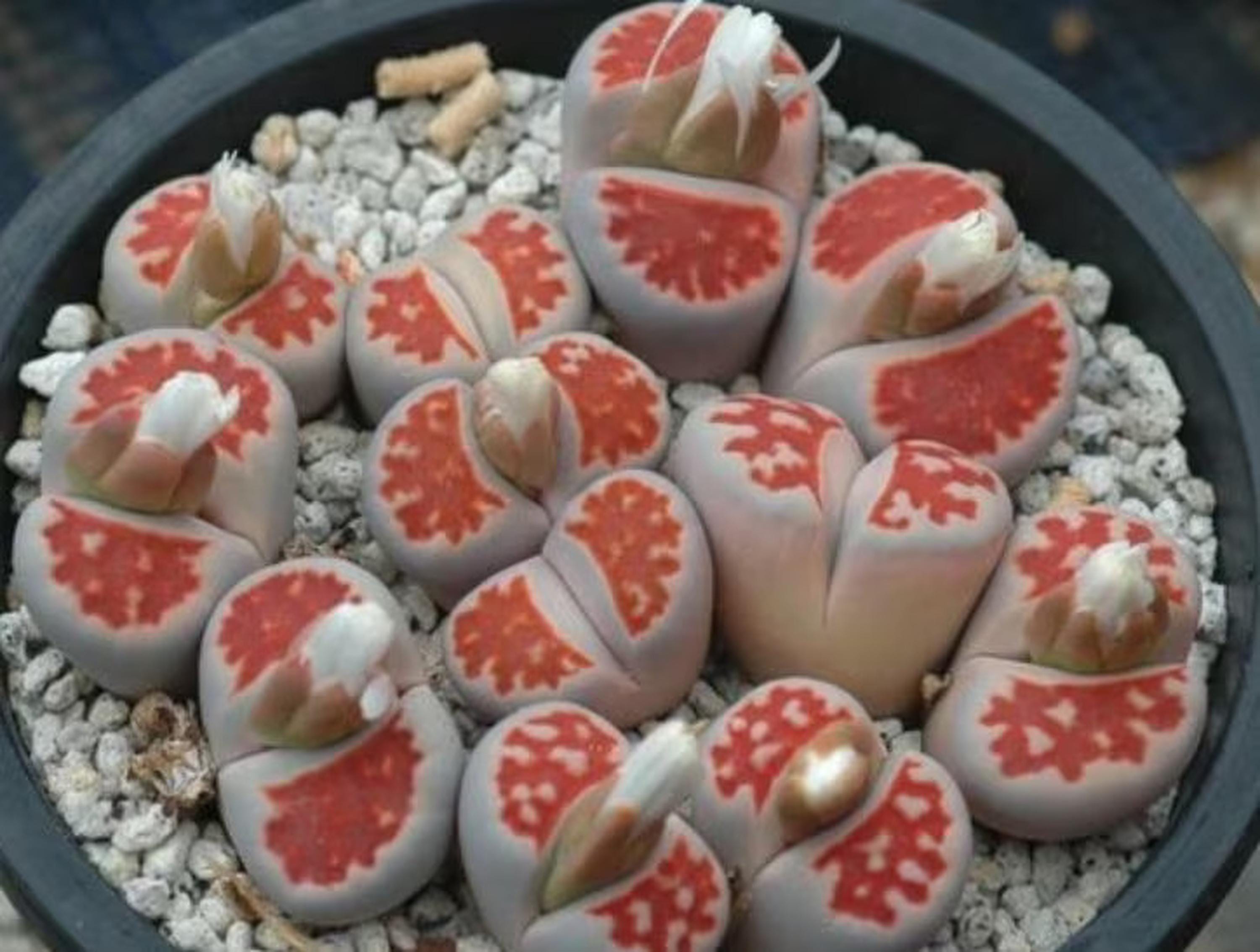 Rare Lithops Verruculosa Rose Of Texas @ Esotico Seme Vivente Pietra Roccia 15 Semi