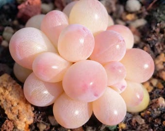 Rare Pachyphytum Japanese Pink Pearl Succulent Seeds (10 Seeds)