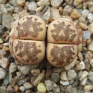 Lithops dorotheae, living stone, rare succulent, 10 seeds image 5