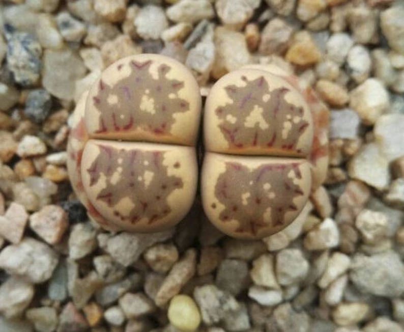Lithops dorotheae, living stone, rare succulent, 10 seeds image 5