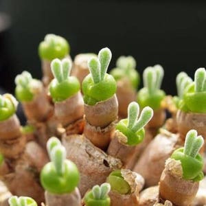 Monilaria moniliforme, Rare succulent, 10 seeds image 1