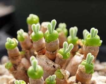 Monilaria moniliforme, Rare succulent,  10 seeds