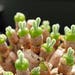 see more listings in the SEEDS: Other succulents section