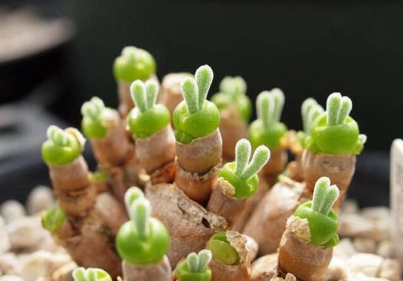 Monilaria moniliforme, Rare succulent, 10 seeds image 1